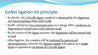 Ligation Sample 04 Ligation of DNA_JO_FC. department of microbiologyppt | PDF