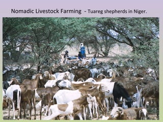 Nomadic Livestock Farming - Tuareg shepherds in Niger.
 