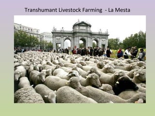 Transhumant Livestock Farming - La Mesta