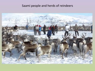 Saami people and herds of reindeers
 