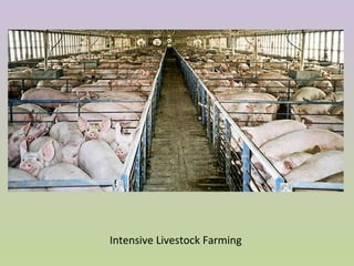Intensive Livestock Farming