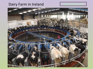 Dairy Farm in Ireland Source: the dairy site