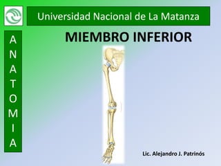 Universidad Nacional de La Matanza

A
N     GENERALIDADES DE
A
T     MIEMBRO INFERIOR
O
M
I
A
                          Lic. Alejandro J. Patrinós
 