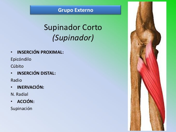 04 Locomotor Miembro Superior 7136