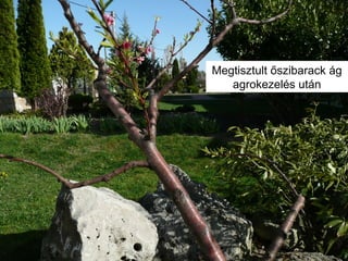 Megtisztult őszibarack ág
agrokezelés ܳá
 