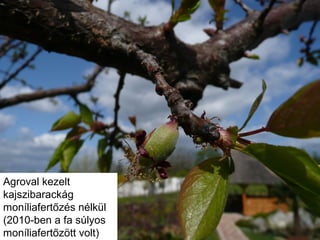 Agroval kezelt
kajszibarackág
moníliafertőzés nélkül
(2010-ben a fa súlyos
moníliafertőzött volt)
 