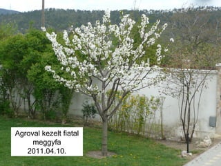Agroval kezelt fiatal
meggyfa
2011.04.10.
 