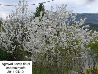 Agroval kezelt fiatal
cseresznyefa
2011.04.10.
 