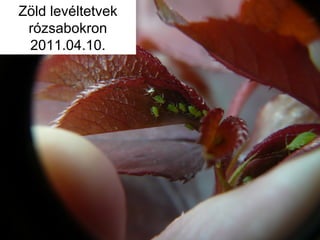 Zöld levéltetvek
rózsabokron
2011.04.10.
 