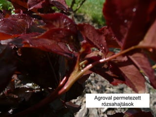 Agroval permetezett
rózsahajtások
 