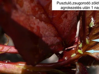 Pusztuló,zsugorodó zöldt
agrokezelés ܳá 1 nap
 
