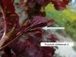 Pusztuló zöldtetvek 2.
 