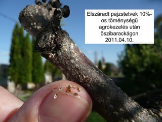 Elszáradt pajzstetvek 10%-
os töménységű
agrokezelés ܳá
őszibarackágon
2011.04.10.
 