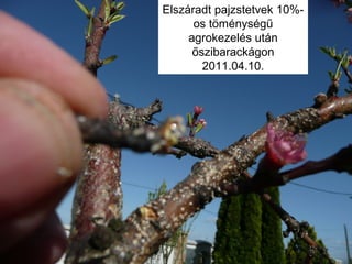 Elszáradt pajzstetvek 10%-
os töménységű
agrokezelés ܳá
őszibarackágon
2011.04.10.
 