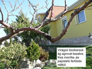 Virágzó őszibarack
ág agroval kezelve,
friss monília-,és
pajzstetű fertőzés
nélkül
 