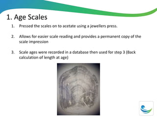 1. Age Scales
1. Pressed the scales on to acetate using a jewellers press.
2. Allows for easier scale reading and provides a permanent copy of the
scale impression
3. Scale ages were recorded in a database then used for step 3 (Back
calculation of length at age)
 