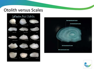Otolith versus Scales
 