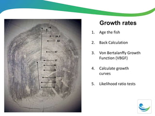 Growth rates
37
47
60
66.5
+8
4
10
16
25
30
1. Age the fish
2. Back Calculation
3. Von Bertalanffy Growth
Function (VBGF)
4. Calculate growth
curves
5. Likelihood ratio tests
 