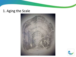 1. Aging the Scale
 
