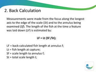 2. Back Calculation
Measurements were made from the focus along the longest
axis to the edge of the scale (St) and to the annulus being
examined (Sf). The length of the fish at the time a feature
was laid down (LF) is estimated by:
LF = Lt (Sf /St);
LF = back-calculated fish length at annulus f;
Lt = fish length at capture;
Sf = scale length to annulus f;
St = total scale length t;
 
