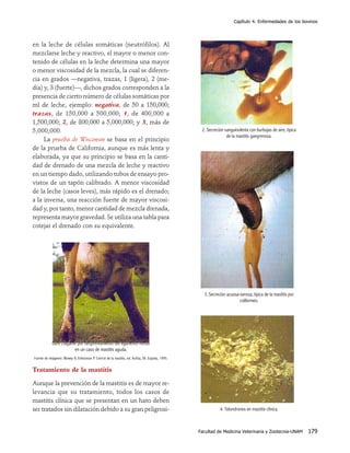 Capítulo 4. Enfermedades de los bovinos




en la leche de células somáticas (neutrófilos). Al
mezclarse leche y reactivo, el mayor o menor con-
tenido de células en la leche determina una mayor
o menor viscosidad de la mezcla, la cual se diferen-
cia en grados —negativa, trazas, 1 (ligera), 2 (me-
dia) y, 3 (fuerte)—, dichos grados corresponden a la
presencia de cierto número de células somáticas por
ml de leche, ejemplo: negativa, de 50 a 150,000;
trazas, de 150,000 a 500,000; 1, de 400,000 a
1,500,000; 2, de 800,000 a 5,000,000; y 3, más de
5,000,000.                                                                                         2. Secreción sanguinolenta con burbujas de aire, típica
                                                                                                                 de la mastitis gangrenosa.
     La prueba de Wisconsin se basa en el principio
de la prueba de California, aunque es más lenta y
elaborada, ya que su principio se basa en la canti-
dad de drenado de una mezcla de leche y reactivo
en un tiempo dado, utilizando tubos de ensayo pro-
vistos de un tapón calibrado. A menor viscosidad
de la leche (casos leves), más rápido es el drenado;
a la inversa, una reacción fuerte de mayor viscosi-
dad y, por tanto, menor cantidad de mezcla drenada,
representa mayor gravedad. Se utiliza una tabla para
cotejar el drenado con su equivalente.




                                                                                                    3. Secreción acuosa-serosa, típica de la mastitis por
                                                                                                                        coliformes.




            Ubre colgante por desprendimiento del ligamento medio
                        en un caso de mastitis aguda.
Fuente de imágenes: Blowey R, Edmonson P. Control de la mastitis, ed. Acriba, SA. España, 1995.


Tratamiento de la mastitis

Aunque la prevención de la mastitis es de mayor re-
levancia que su tratamiento, todos los casos de
mastitis clínica que se presentan en un hato deben
ser tratados sin dilatación debido a su gran peligrosi-                                                      4. Tolondrones en mastitis clínica.



                                                                                                  Facultad de Medicina Veterinaria y Zootecnia-UNAM          179
 