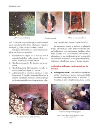 Enciclopedia Bovina




       5. Tolondrones en mastitis clínica.                   6. Pezón abierto normal.                             7. Pezón con lesiones por coliformes.


dad. El tratamiento quimioterapéutico se recomien-                               naje completo del cuarto o cuartos afectados,
da en casos de mastitis clínica sobreaguda y aguda o
                                                                               En las mastitis agudas, se atribuye la falla de la
subaguda, y en los casos recientes o crónicos.
                                                                           terapia intramamaria a una distribución deficiente
     Para que el tratamiento sea efectivo deben cum-
                                                                           de los fármacos en el parénquima glandular, sobre
plirse los siguientes requisitos:
                                                                           todo cuando está intensamente inflamado y
1. Que el fármaco elegido sea el indicado para la                          edematoso, ya que con frecuencia hay obstrucción
   mastitis, basándose en los reportes de los exá-                         de los ductos mamarios, ya sea por comprensión,
   menes de identificación bacteriana.                                     coágulos o tolondrones, según el tipo de mastitis.
2. Que la concentración del fármaco sea la ade-
   cuada.                                                                  Antibióticos utilizados en el tratamiento de
3. Que la frecuencia del tratamiento no sufra in-                          mastitis
   terrupciones hasta lograr la curación.
4. Administración de terapia de soporte, si el caso                              Bencilpenicilina G. Este antibiótico es eficaz
   lo demanda. El método convencional de tratar la                               contra estreptococos que no han desarrollado
   mastitis es mediante la infusión intramamaria de                              resistencia importante contra la penicilina G.
   un fármaco específico, previo vaciamiento o dre-                              Combinada con estreptomicina, tiene acción




                                                                                             9 Lesión de pezón por mastitis gangrenosa.

                                                                                        (Fuente de imágenes: Blowey R, Edmonson P. Control de la mastitis,
              8. Lesiones en ubre por mastitis gangrenosa.                                               ed. Acriba, S.A. España, 1995).




180
 