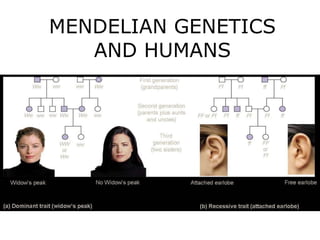 MENDELIAN GENETICS AND HUMANS 