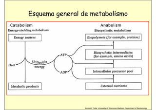 04 metabolismo mg 08 09 | PDF