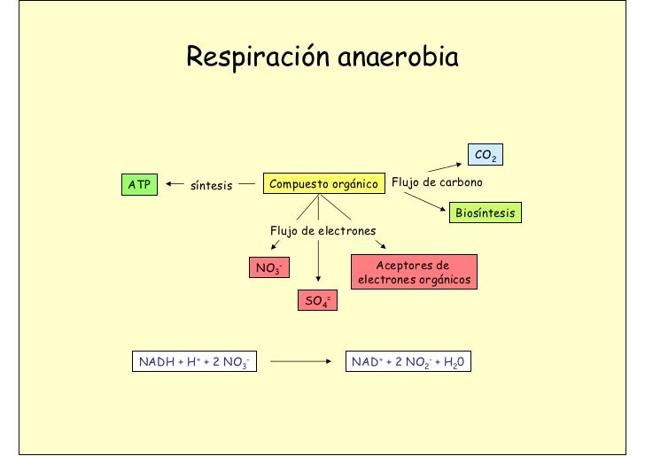 04 metabolismo mg 08 09