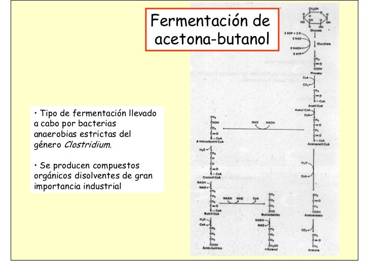 metabolismo de lipoproteinas Consejos y Guía
