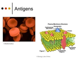 Antigens © Biology Labs Online © Bioformatica 