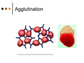 Agglutination ©  Dr Delphine Grézel, Ecole Nationale Vétérinaire de Lyon   