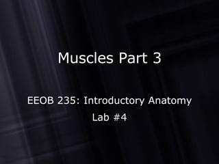 Muscles Part 3 EEOB 235: Introductory Anatomy Lab #4 