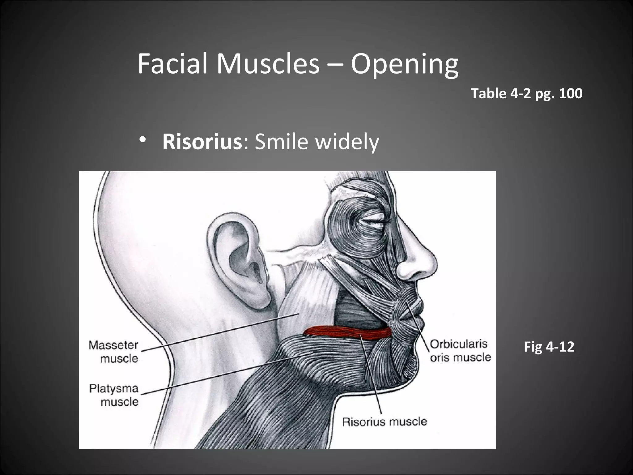 Pr Muscle MUSCLES OF FACIAL EXPRESSION | PPT