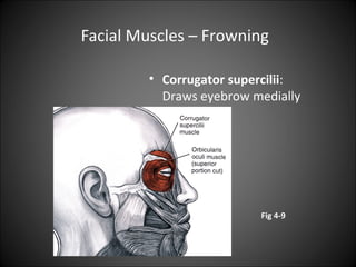 MUSCLES OF FACIAL EXPRESSION | PPT