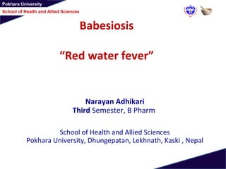 Pokhara University
School of Health and Allied Sciences
Babesiosis
“Red water fever”
Narayan Adhikari
Third Semester, B Pharm
School of Health and Allied Sciences
Pokhara University, Dhungepatan, Lekhnath, Kaski , Nepal
 