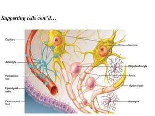 Support Function Cell 04 nerve physiology.ppt