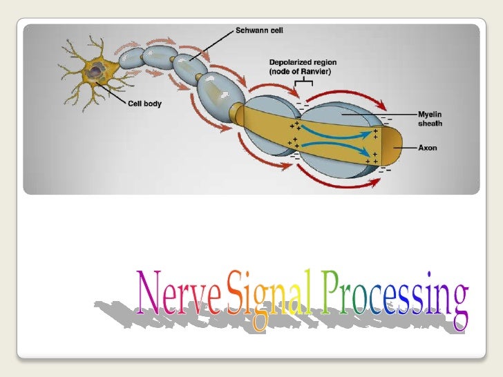 Nerve signal processing