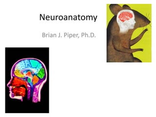 Neuroanatomy
Brian J. Piper, Ph.D.
 