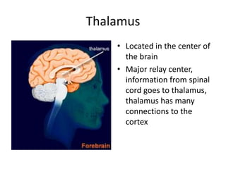 Thalamus
    • Located in the center of
      the brain
    • Major relay center,
      information from spinal
      cord goes to thalamus,
      thalamus has many
      connections to the
      cortex
 