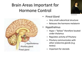 Brain Areas Important for
    Hormone Control
                                            Rene Descartes

                • Pineal Gland
                   – Very small subcortical structure
                   – Releases the hormone melatonin
                • Hypothalmus
                   – Hypo = “below” therefore located
                     under thalamus
                   – Regulates activity of Pituitary
                   – Pituitary communicates with
                     other endocrine glands (e.g.
                     testes)
                   – Important for steroids
 