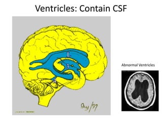 Ventricles: Contain CSF




                     Abnormal Ventricles
 