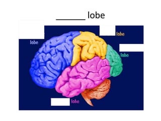 ______ lobe
 