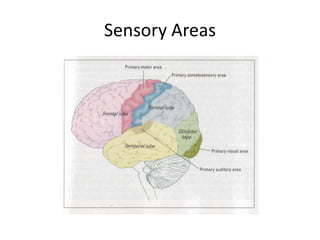 Sensory Areas
 
