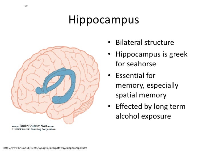 Introductory Psychology: Brain