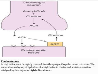 Cholinesterases
Acetylcholine must be rapidly removed from the synapse if repolarization is to occur. The
removal occurs by way of hydrolysis of acetylcholine to choline and acetate, a reaction
catalyzed by the enzyme acetylcholinesterase.
 