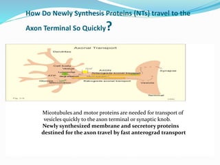 How Do Newly Synthesis Proteins (NTs) travel to the
Axon Terminal So Quickly?
Micotubules and motor proteins are needed for transport of
vesicles quickly to the axon terminal or synaptic knob.
Newly synthesized membrane and secretory proteins
destined for the axon travel by fast anterograd transport
 