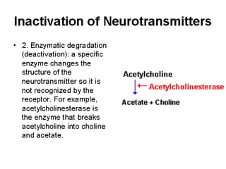  Neurotramsitters and Neuromodulators SlideShare 