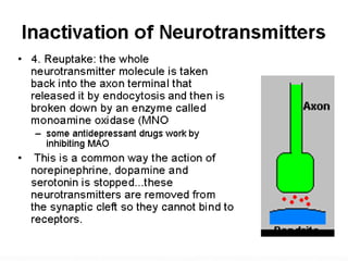  Neurotramsitters and Neuromodulators SlideShare 