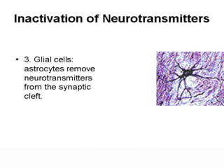  Neurotramsitters and Neuromodulators SlideShare 